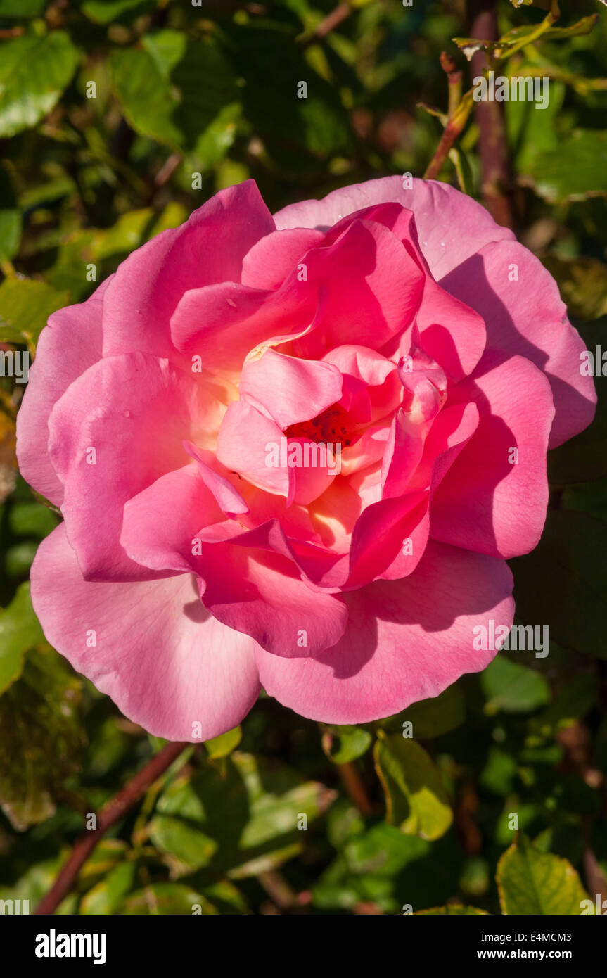 Rosa soleggiato Sud nello Stato giardini di rose Werribee, Victoria, Australia Foto Stock