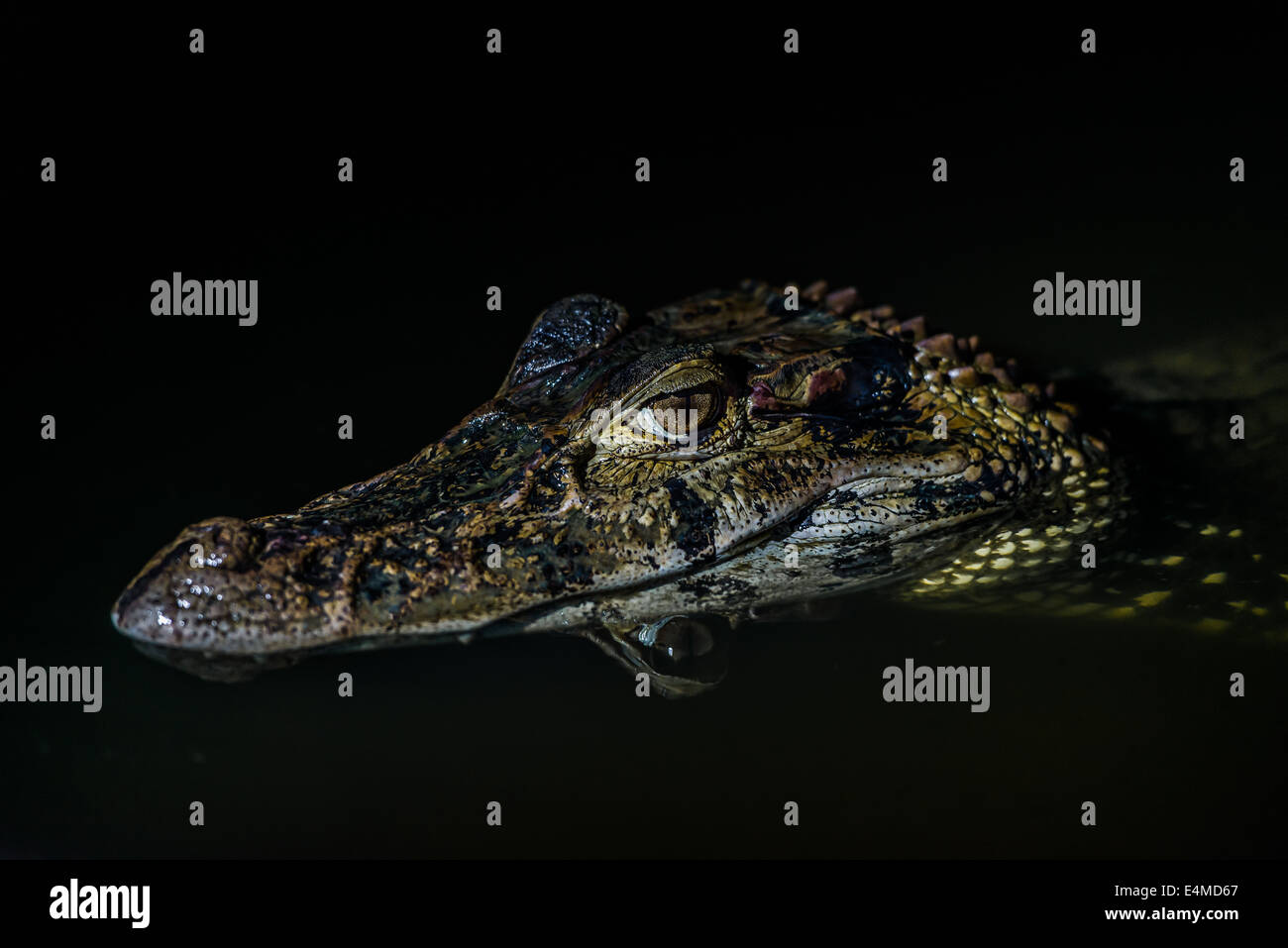 Cayman nero nella foresta amazzonica peruviana giungla di Madre de Dios in Perù Foto Stock