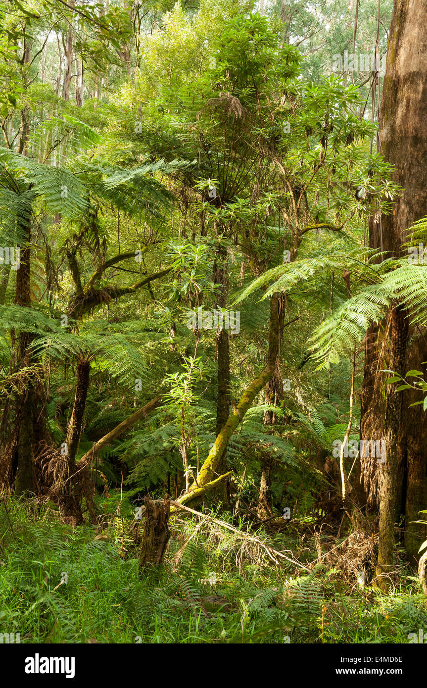 Foresta di pioggia su Hardy canalone a piedi, la Foresta di Sherbrooke, Victoria, Australia Foto Stock