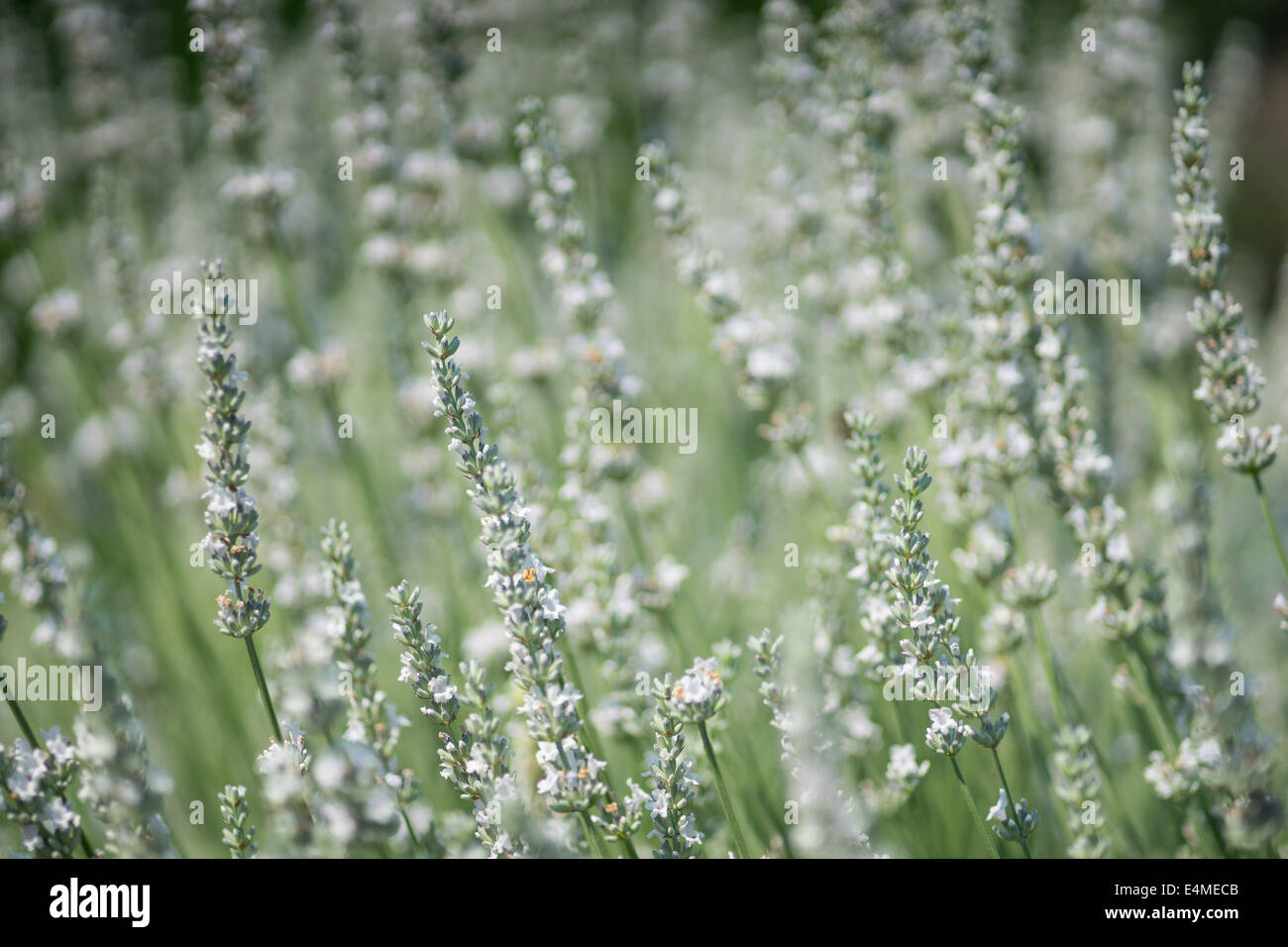 Bianco fiore lavanda fiori close up Lavandula angustifolia Foto Stock