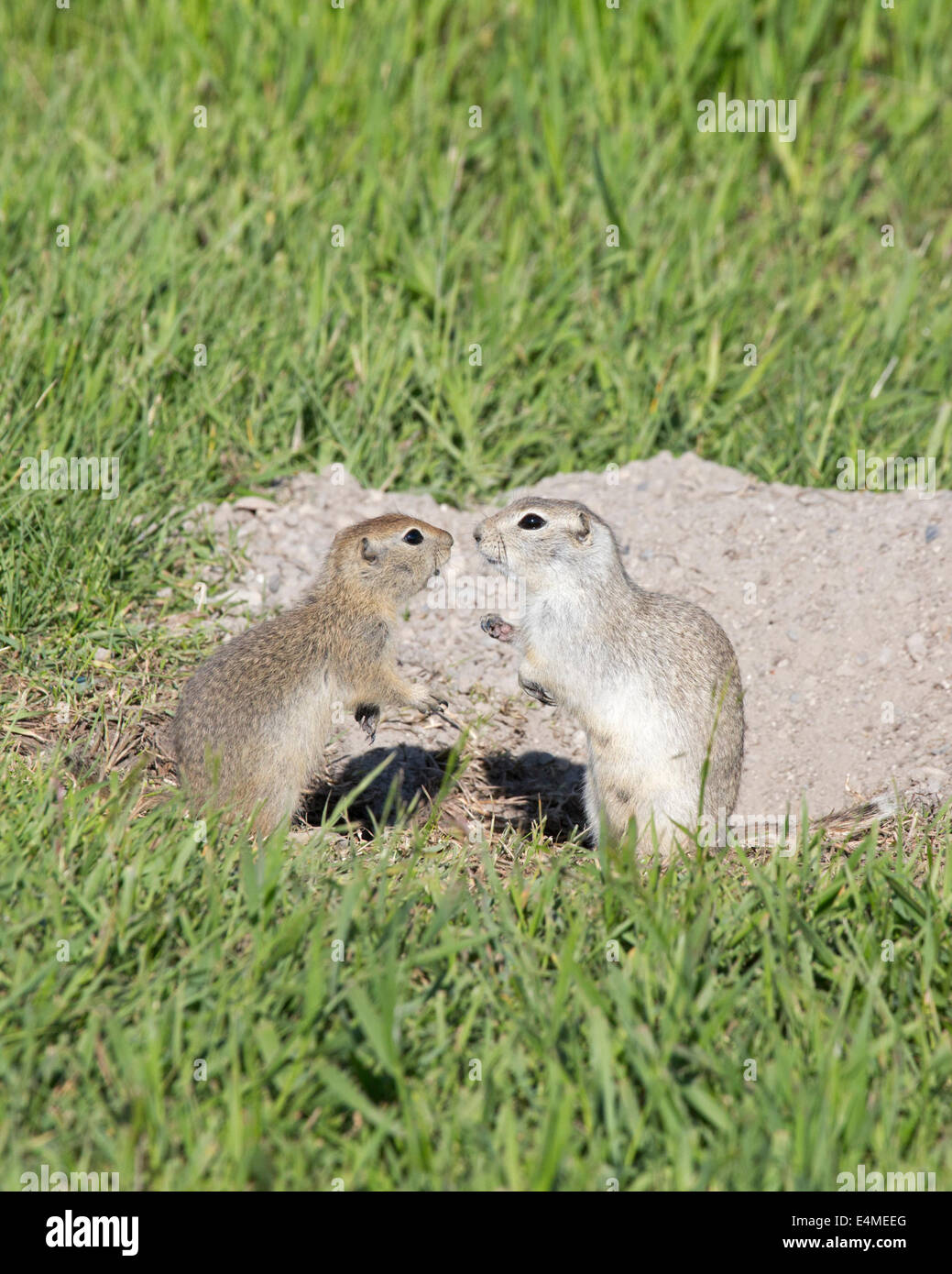 Richardson di massa (scoiattolo Urocitellus richardsonii) madre e giovani accanto a den Foto Stock