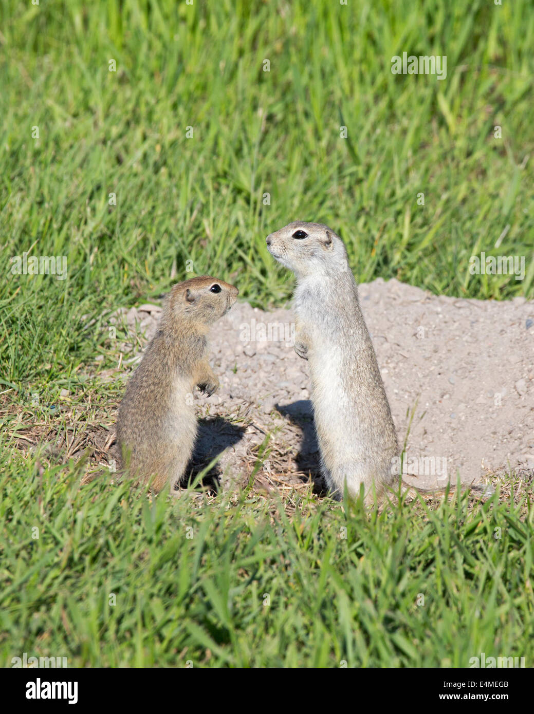 Scoiattolo di terra di Richardson (Urocitellus richardsonii) madre e giovane in piedi accanto a den Foto Stock