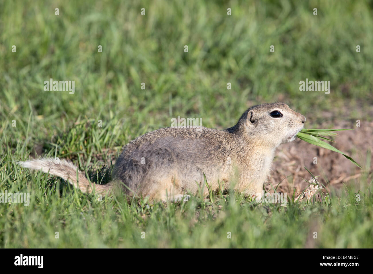 Richardson di massa (scoiattolo Urocitellus richardsonii) mangiare boccone di erba Foto Stock