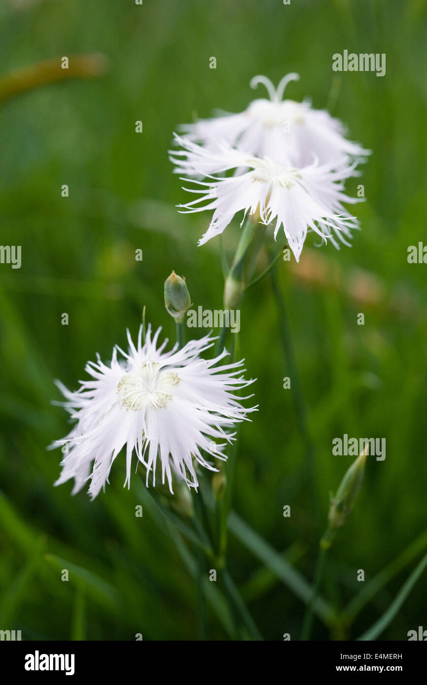 Dianthus monspessulanus. Orlata fiori rosa. Foto Stock
