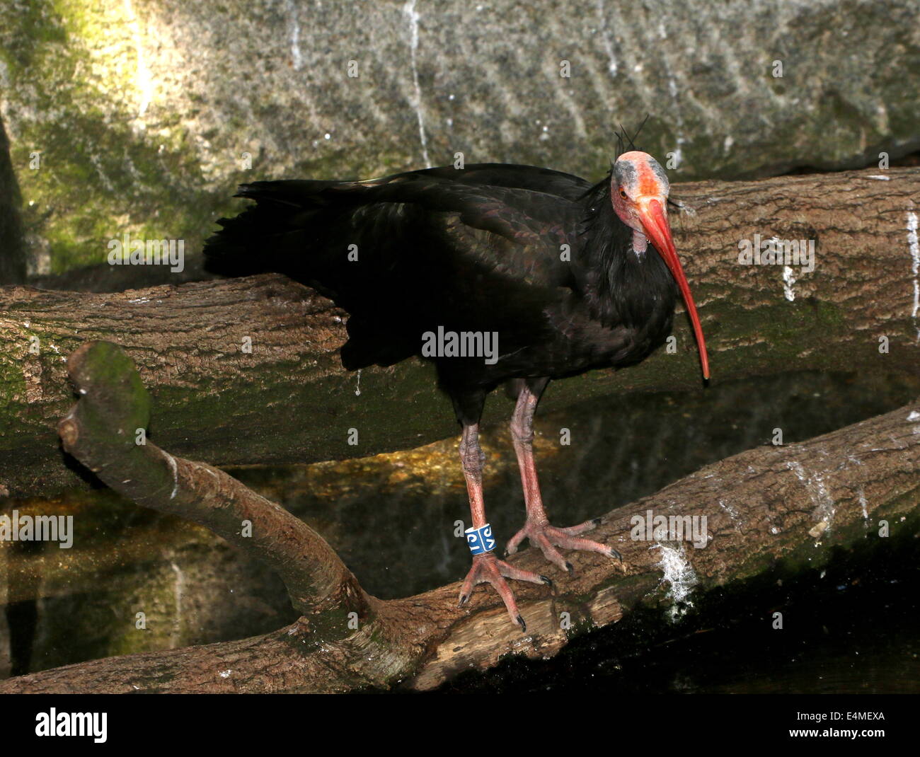Northern calvo Ibis eremita o ibis (Geronticus eremita) close-up Foto Stock