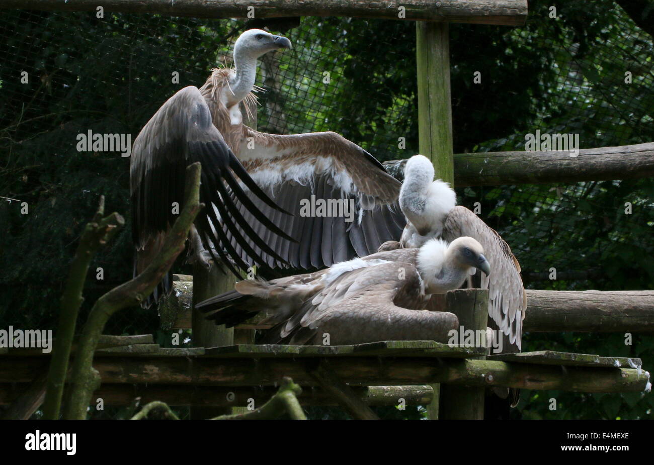 Gruppo di tre del vecchio mondo avvoltoi grifone (Gyps fulvus) Foto Stock