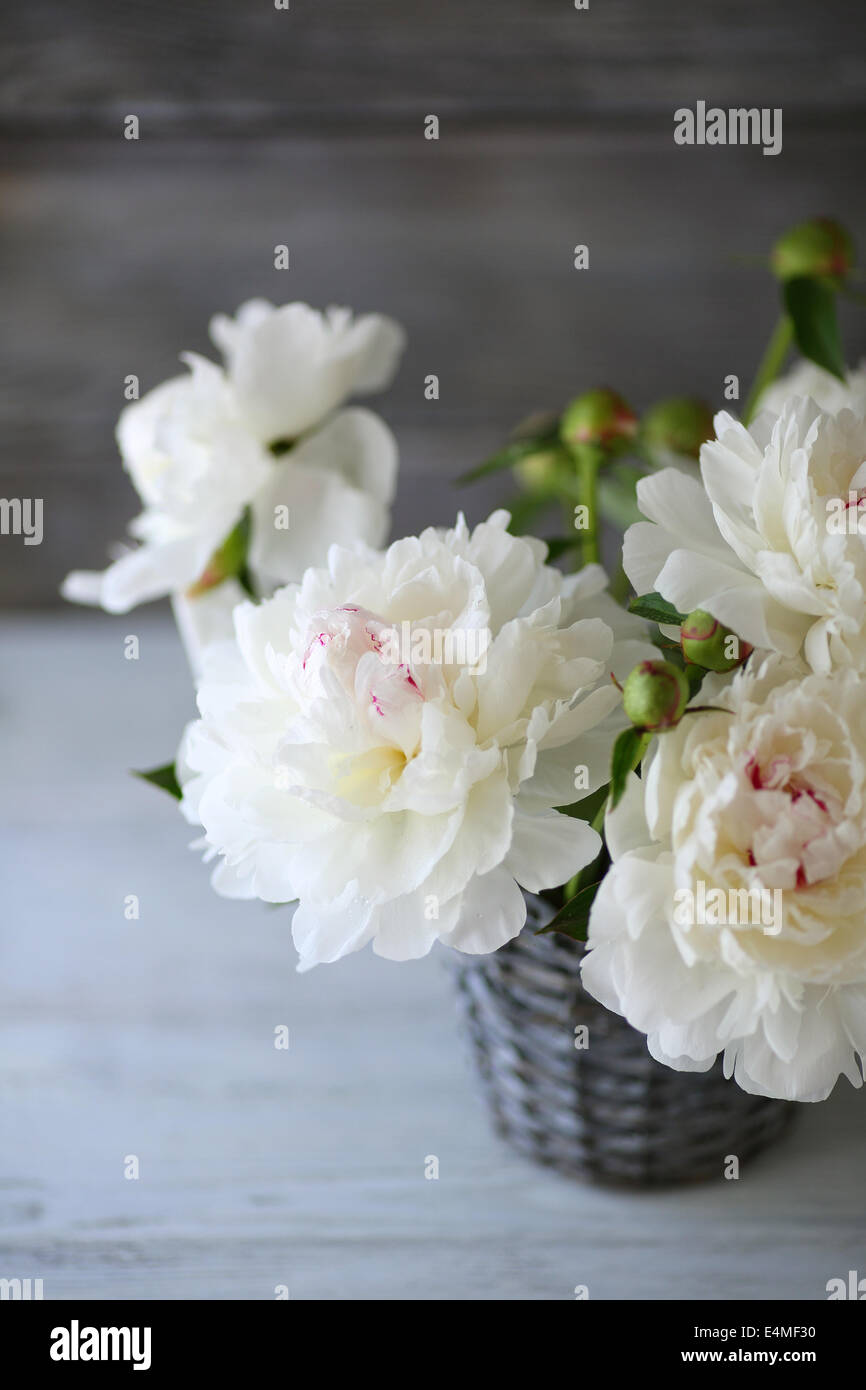 Peonie bianco in un vaso di fiori Foto Stock