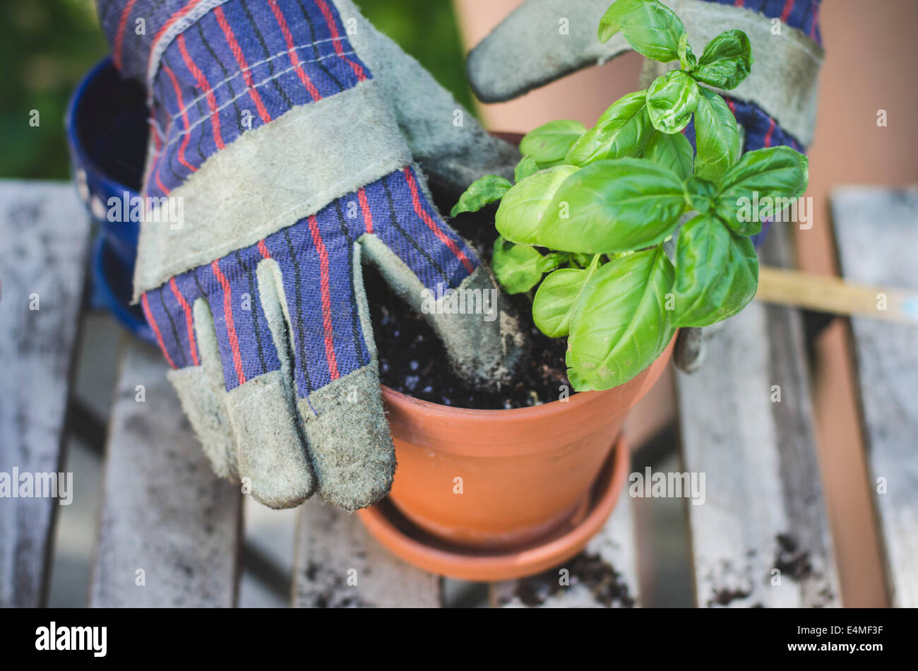 Mani guantate immissione pianta e il terreno nel vaso in terracotta Foto Stock