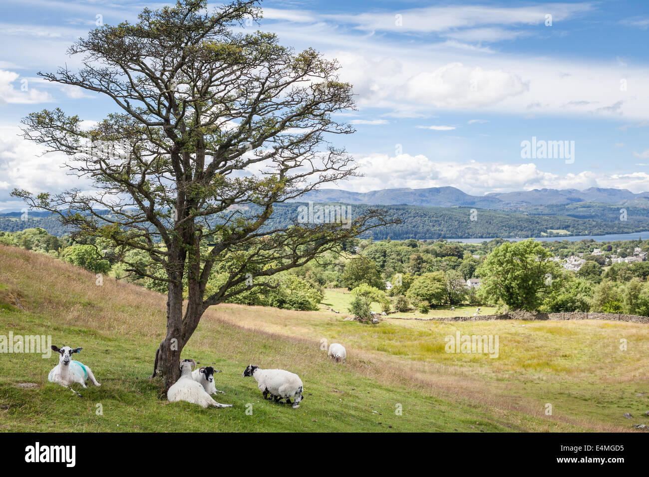 Paesaggio con pecore, Lago di Windermere e mounains nel distretto del lago, REGNO UNITO Foto Stock
