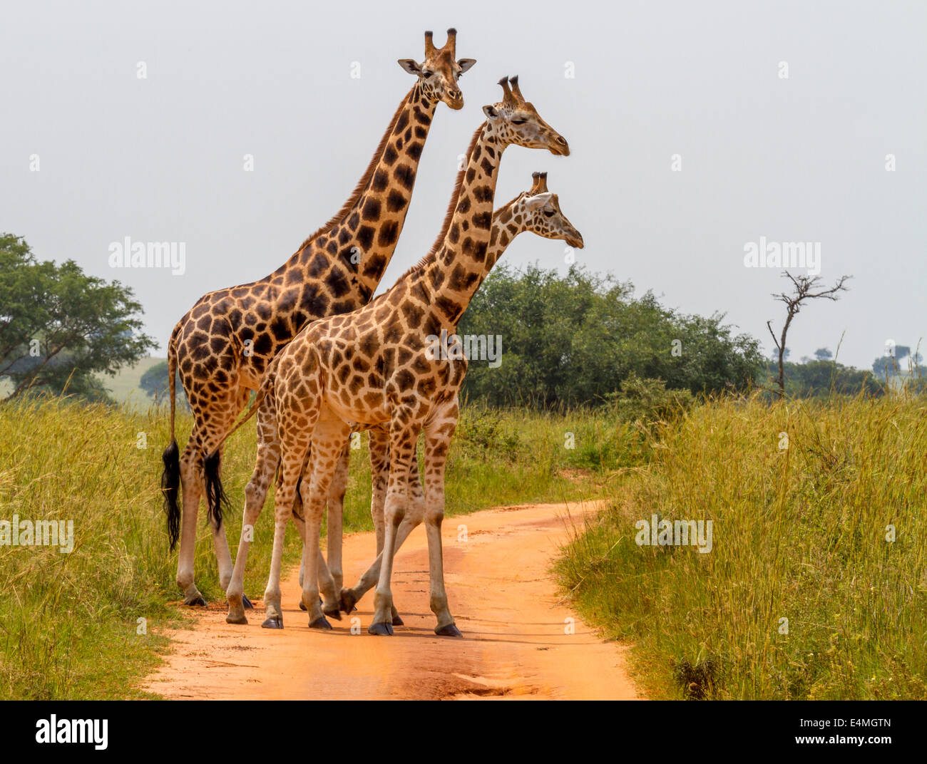 Un gruppo di Rothschild il giraffe attraversare una strada in murchison national park (Uganda). Foto Stock