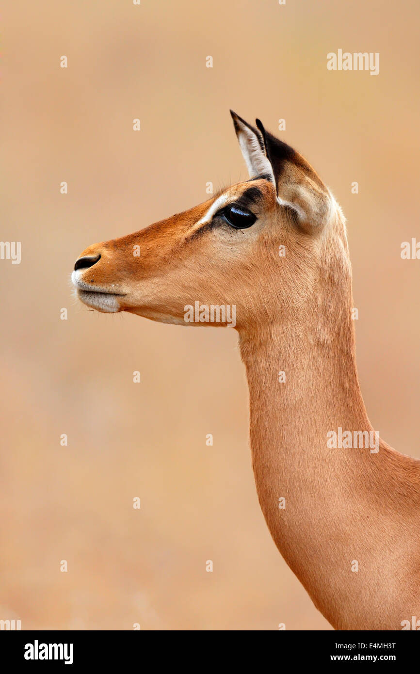 Impala femmina (Aepyceros melampus) ritratto di close-up - Parco Nazionale Kruger (Sud Africa) Foto Stock