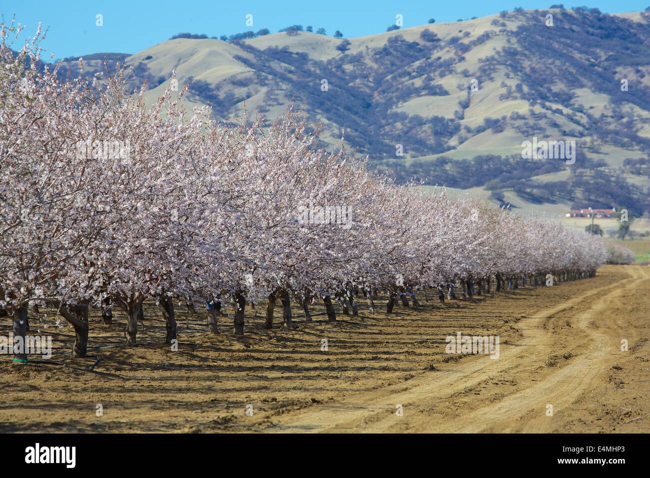 Almond frutteti in fiore il Capay Valley, California Foto Stock