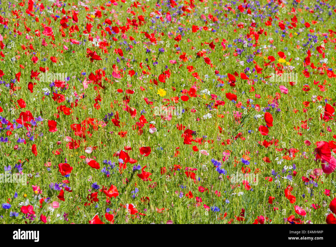 Papaveri rossi e fiori selvatici che crescono in Prato Foto Stock