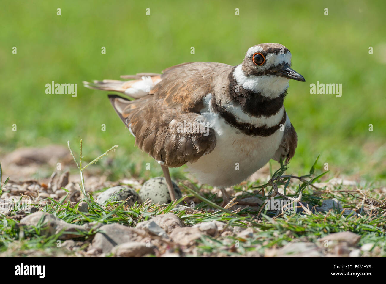 Killdeer bird seduta sul nido uova Foto Stock