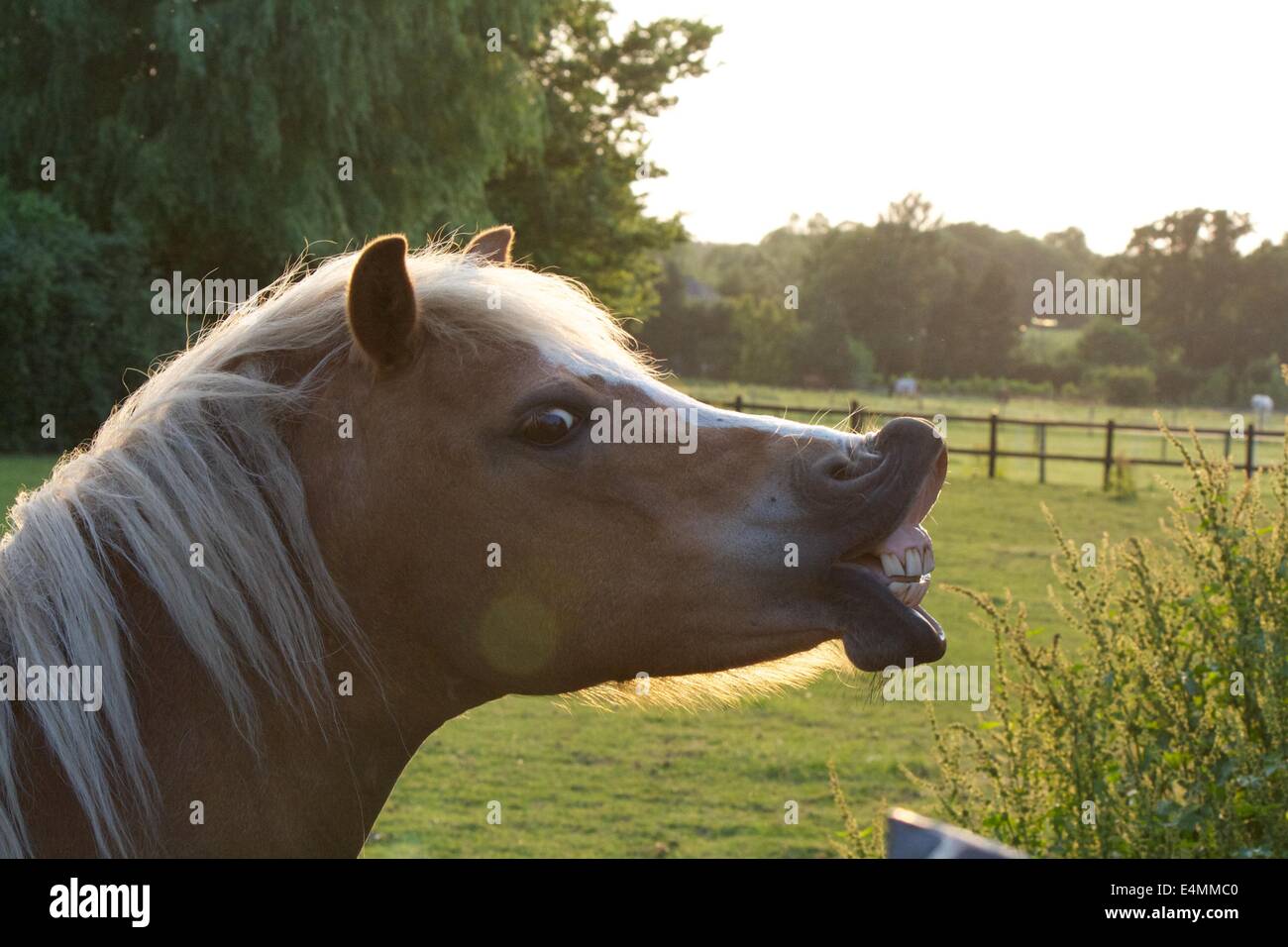 Cavallo ci mostra i suoi denti Foto Stock