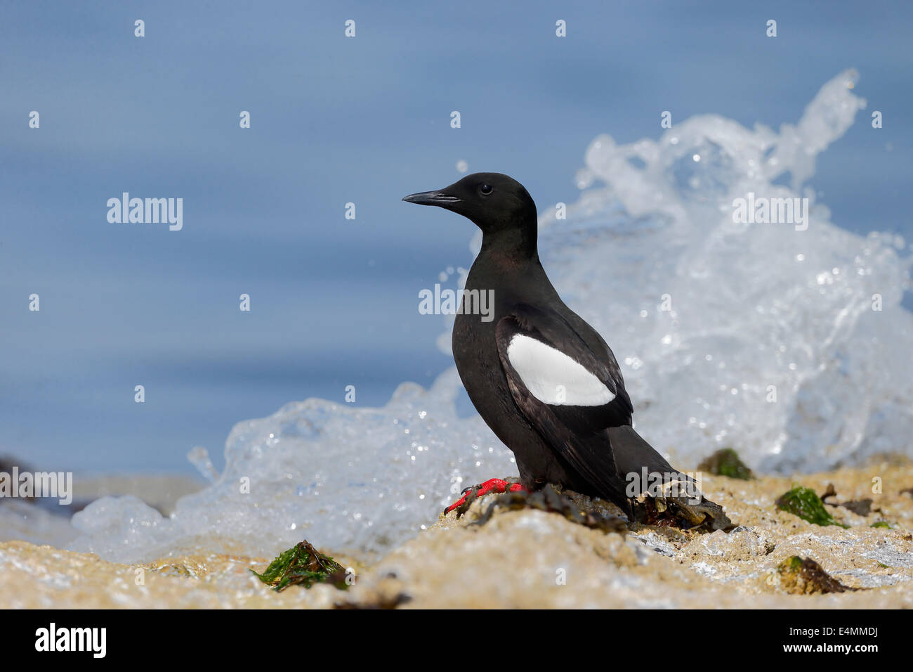 Black guillemot, Cepphus grylle, singolo uccello sulla roccia. Isole Orcadi, Giugno 2014 Foto Stock