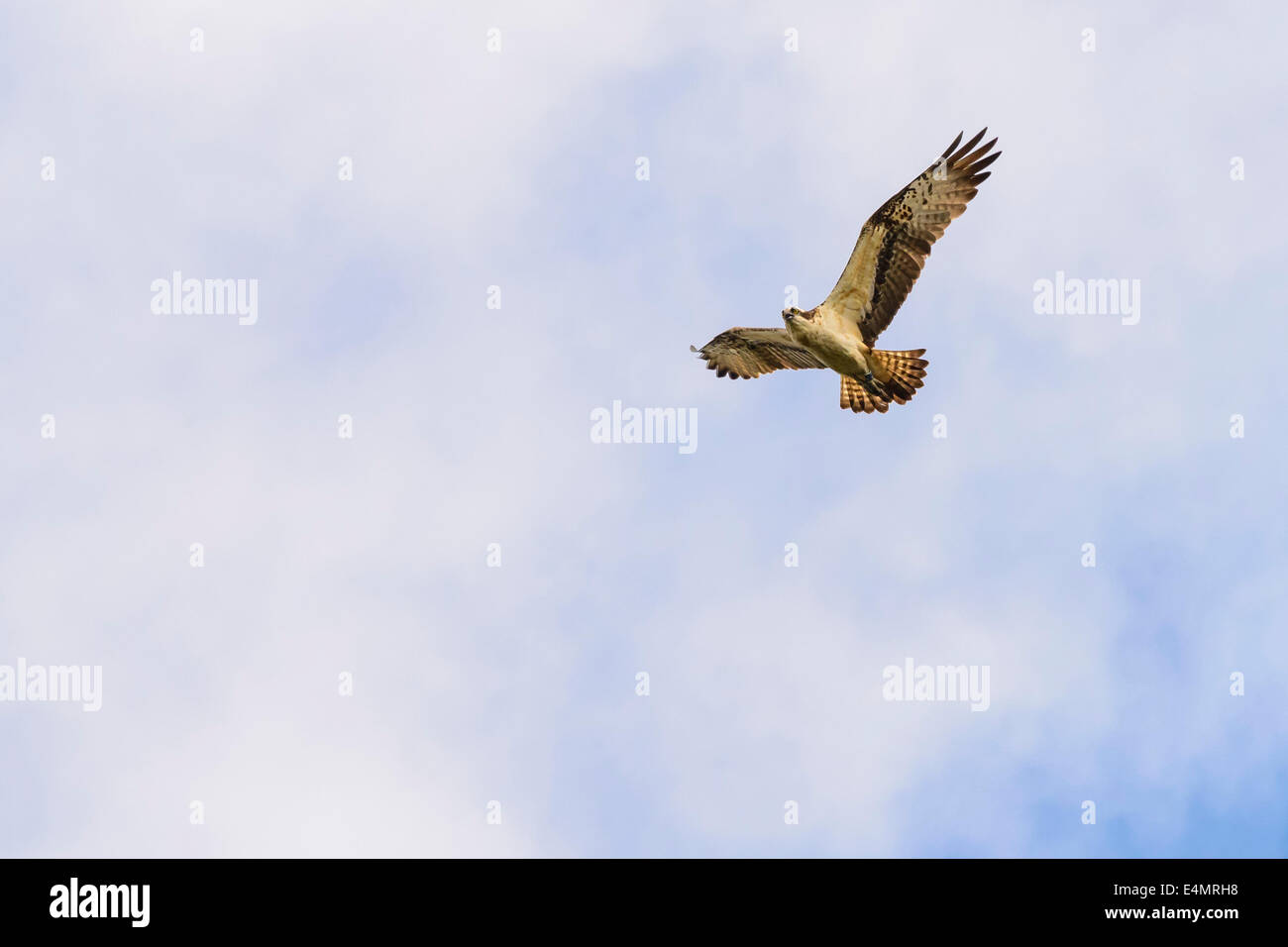 Osprey, Pandion haliaetus, volare al di sopra Stroan Loch, Galloway Forest, Dumfries & Galloway, Scozia Foto Stock