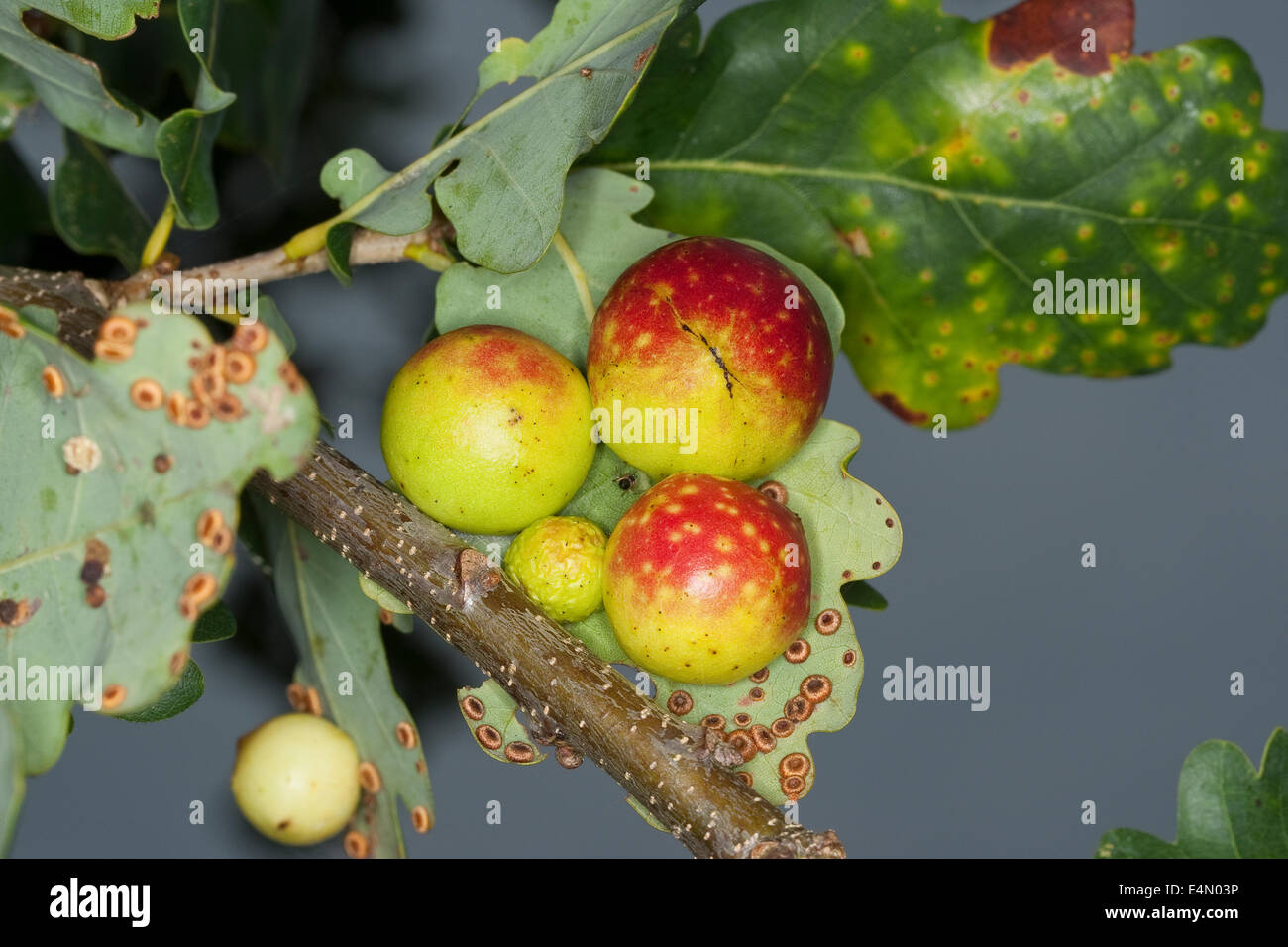 Quercia comune gallwasp, foglia di quercia cherry-gall cynipid, ciliegia gall, Eichengallen, Eichengalle, Eichengallwespe, Cynips quercusfolii Foto Stock