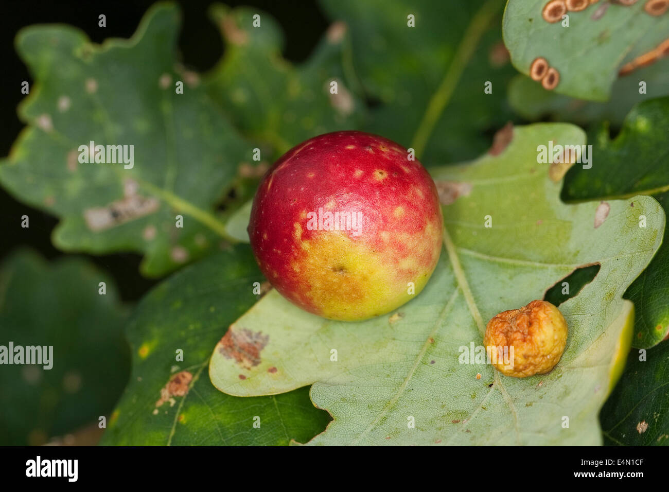 Quercia comune gallwasp, foglia di quercia cherry-gall cynipid, ciliegia gall, Eichengallen, Eichengalle, Eichengallwespe, Cynips quercusfolii Foto Stock