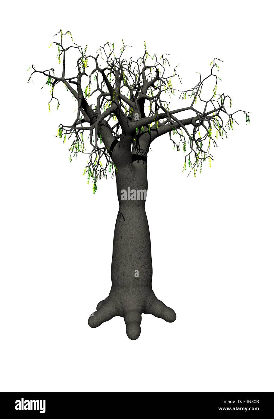 Albero del baobab Foto Stock