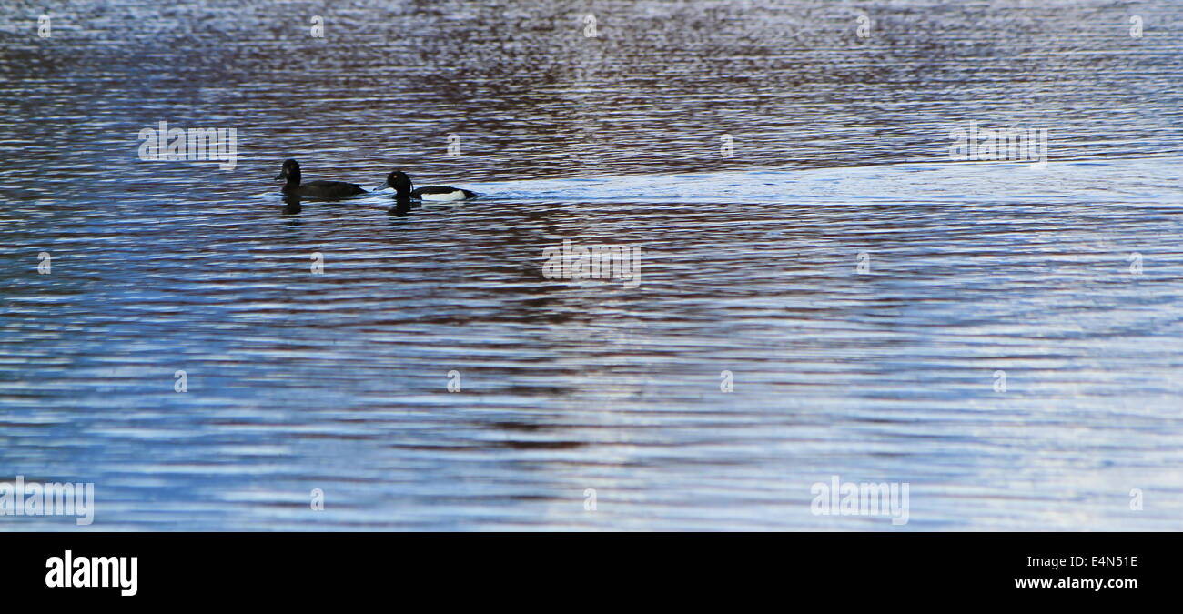 Coppia di anatre nero su acqua Foto Stock