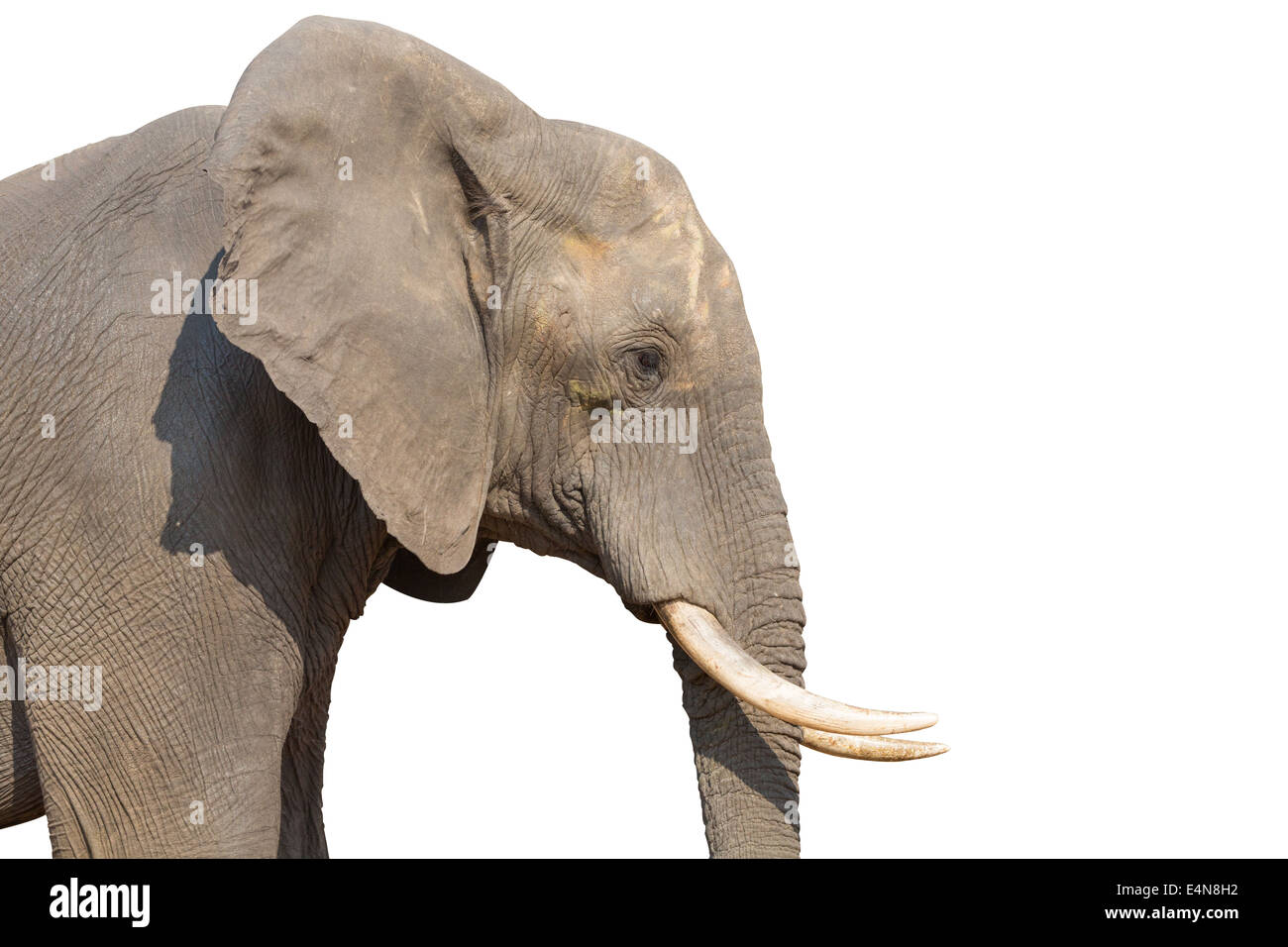 Elephant su bianco Foto Stock