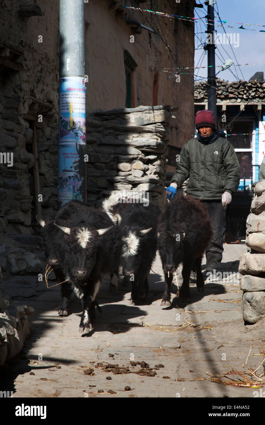 Mucca herder, Kagbeni, Mustang District, Nepal Foto Stock