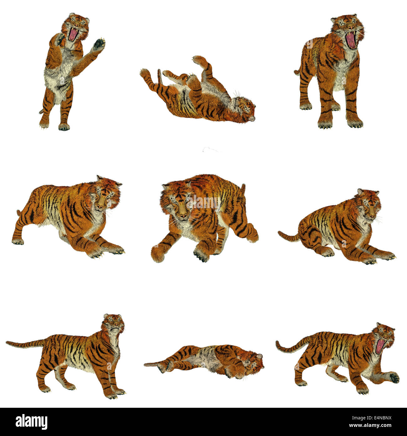 Set di tiger pone Foto Stock