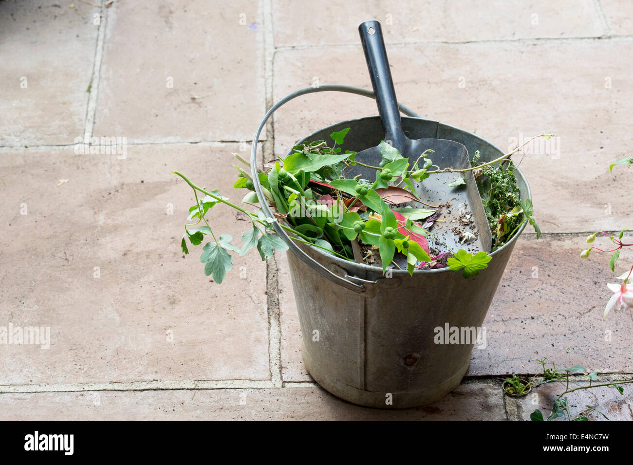 Cancellazione di piante morte ed erbacce da giardino in un secchio di metallo Foto Stock