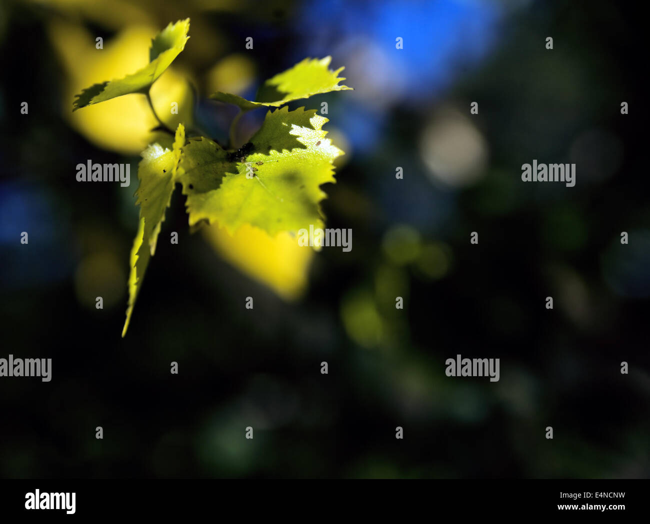 Foglie di giallo di un albero in autunno Foto Stock