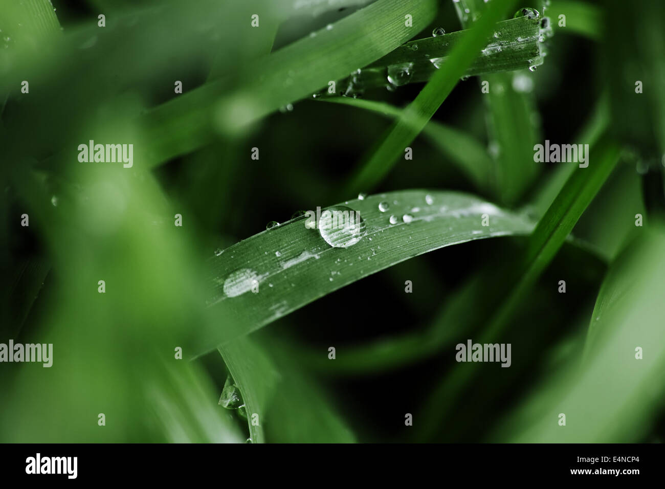 Gocce di pioggia sul verde erba del campo Foto Stock