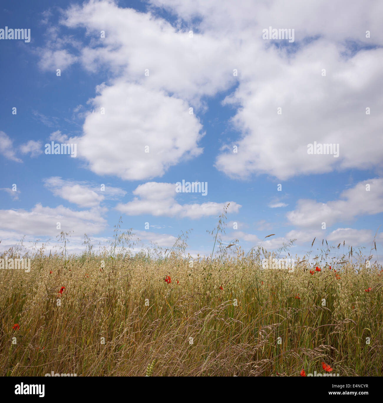 Avena sativa - Campo di avena, cereali e nuvoloso cielo blu d'estate. Foto Stock