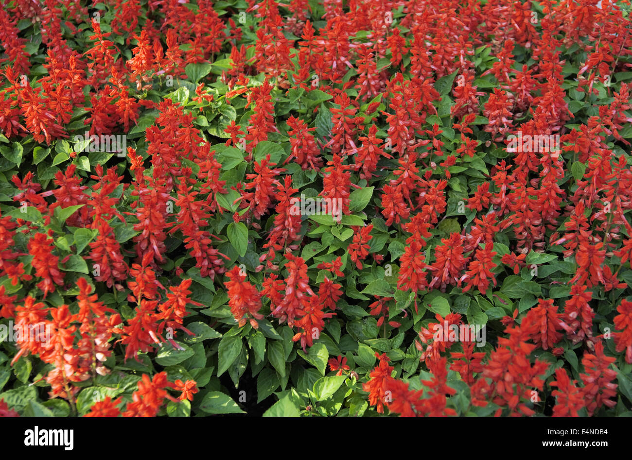 Bellissimi fiori di colore rosso come sfondo naturale Foto Stock