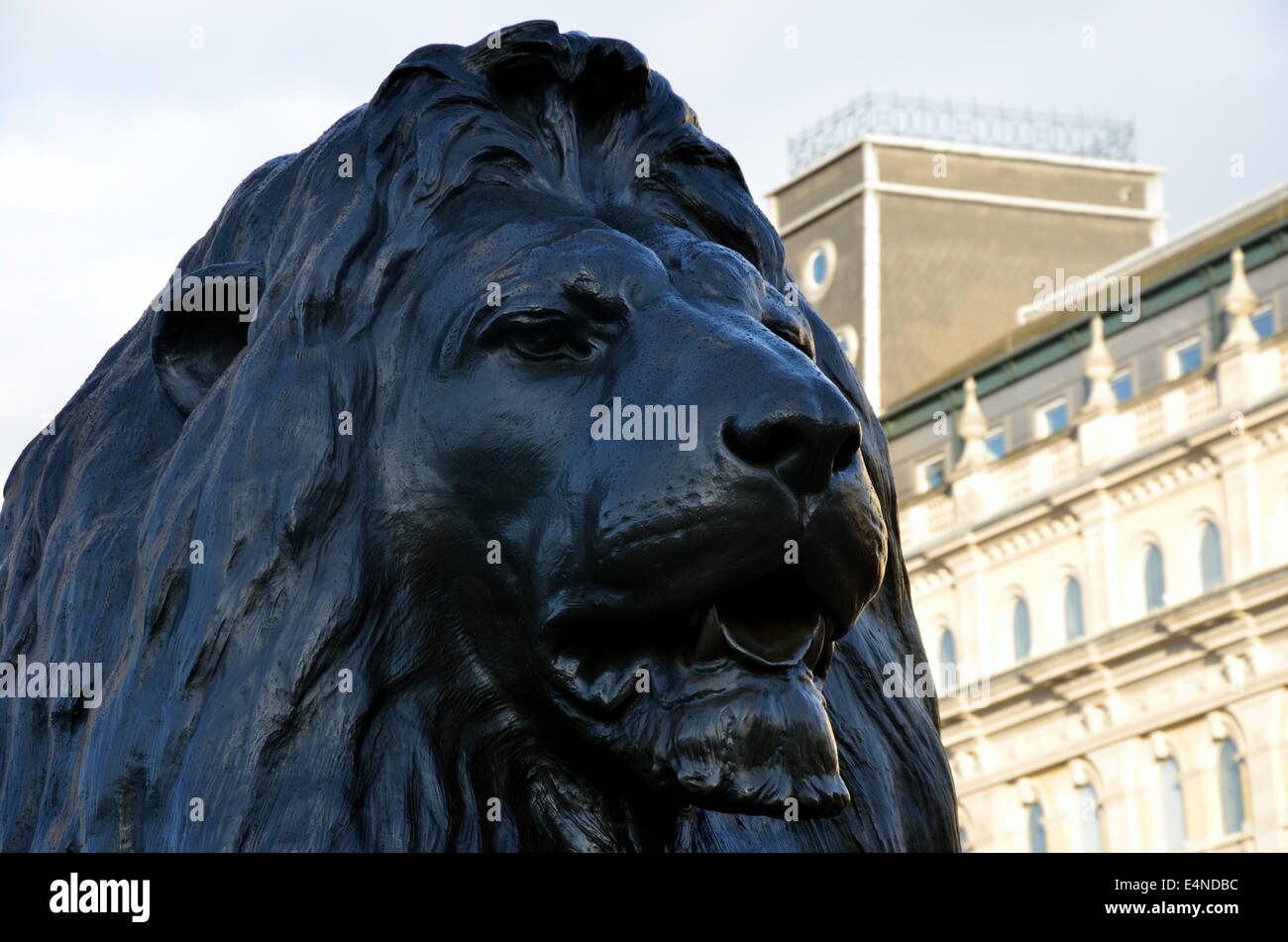 Trafalgar square lion Foto Stock