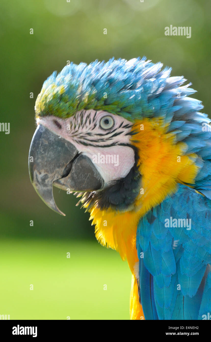 Testa di pappagallo ritratto Foto Stock