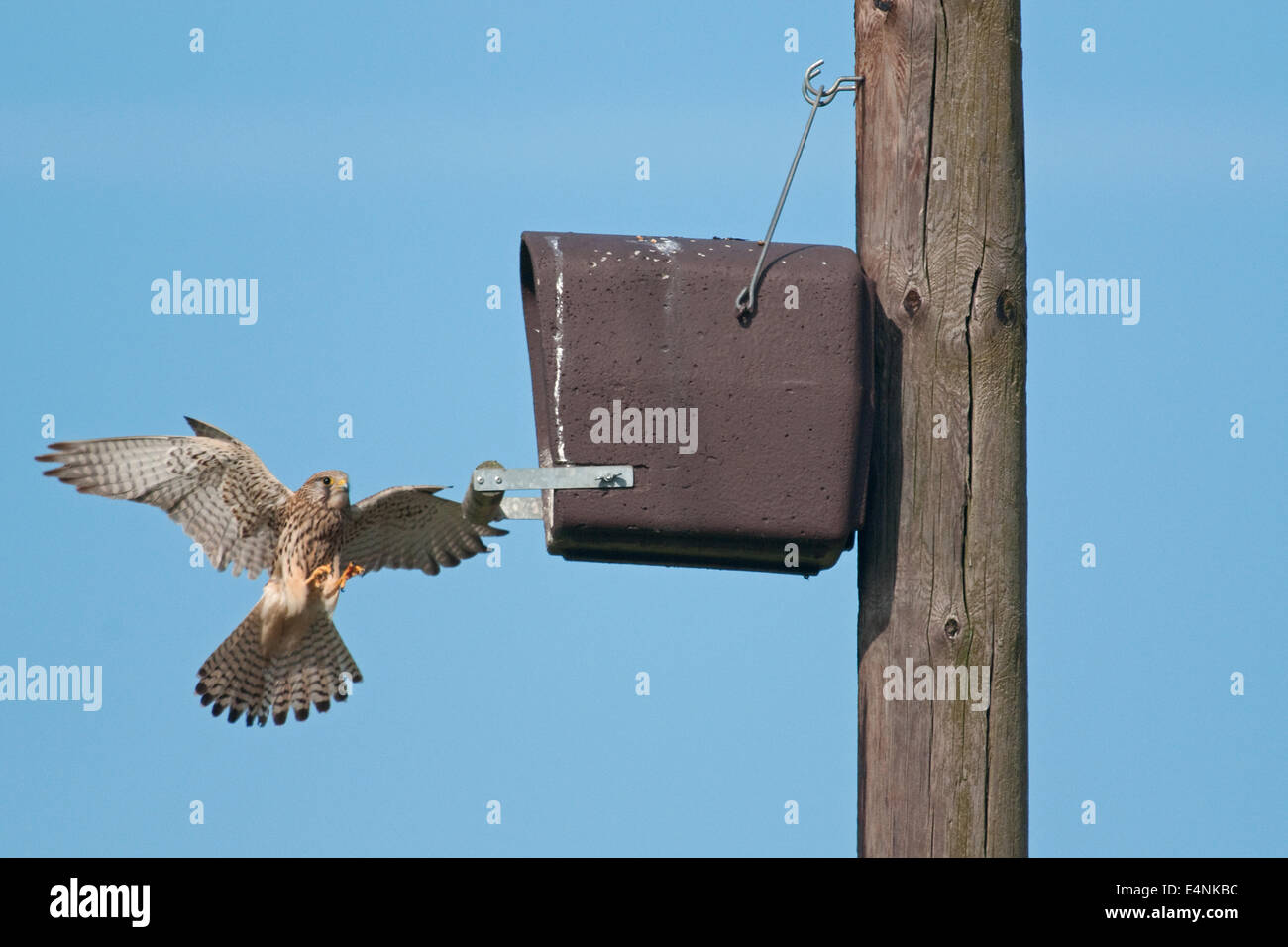 Eurasian kestrel Foto Stock