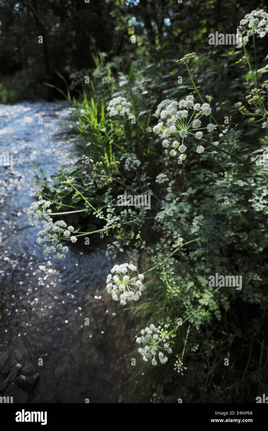 Oenanthe crocata, Hemlock Dropwort acqua, molto pianta velenosa crescendo a fianco di un fiume in Galles, NEL REGNO UNITO. Foto Stock
