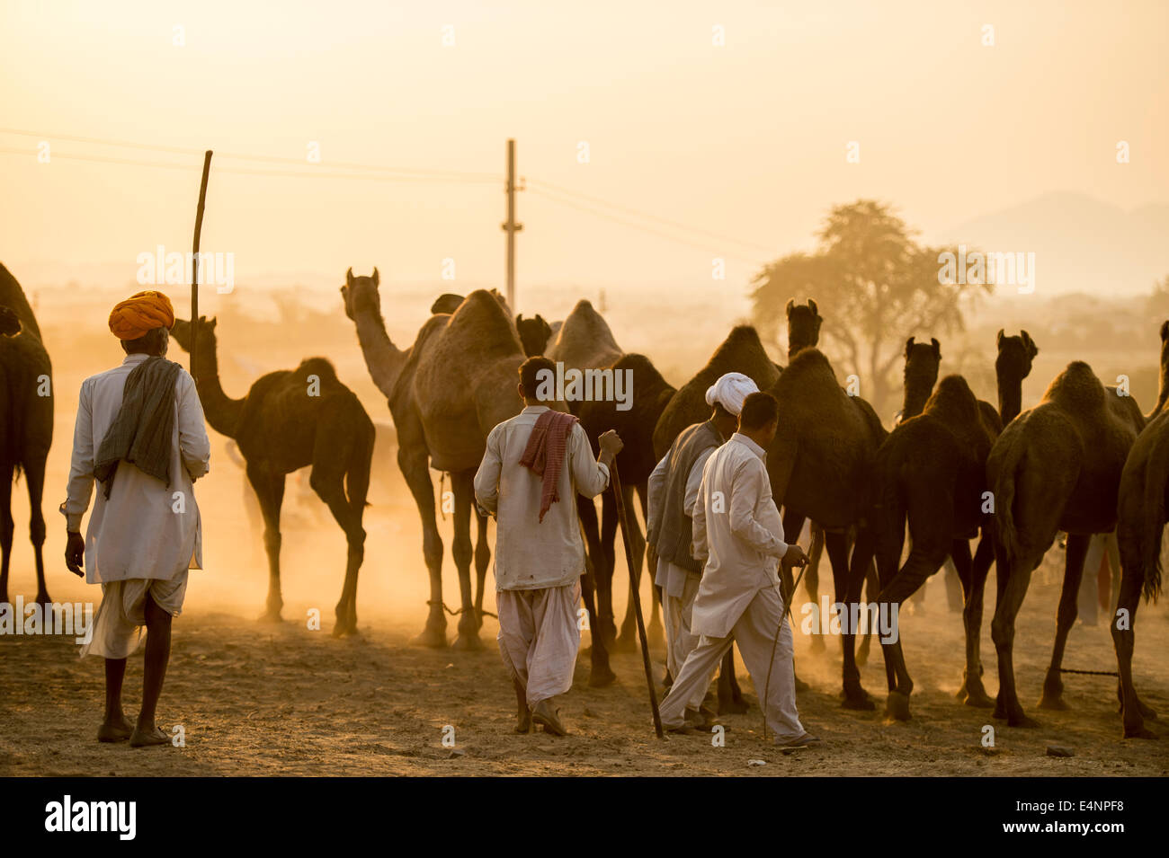 I commercianti del cammello a uno di l'animale più grande fiera al mondo chiamato festival di Pushkar Foto Stock