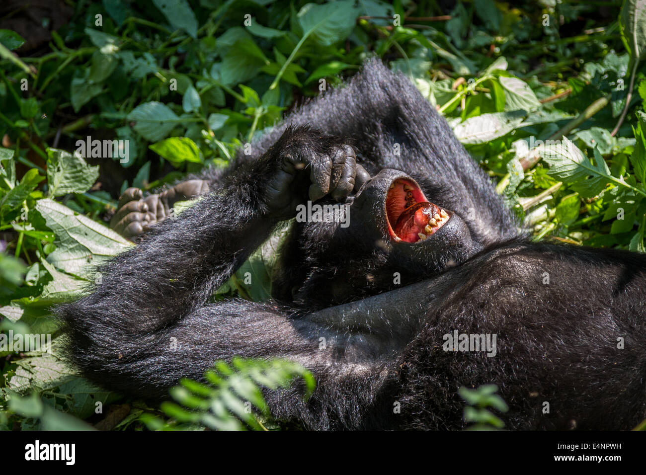 Un gorilla di montagna (gorilla beringei beringei) affiora il suo naso mentre prendendo una pausa e rilassarsi al sole. Foto Stock