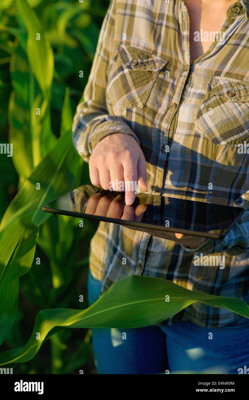 Agronomo femmina con computer tablet nel settore agricolo coltivato campo di mais. Foto Stock