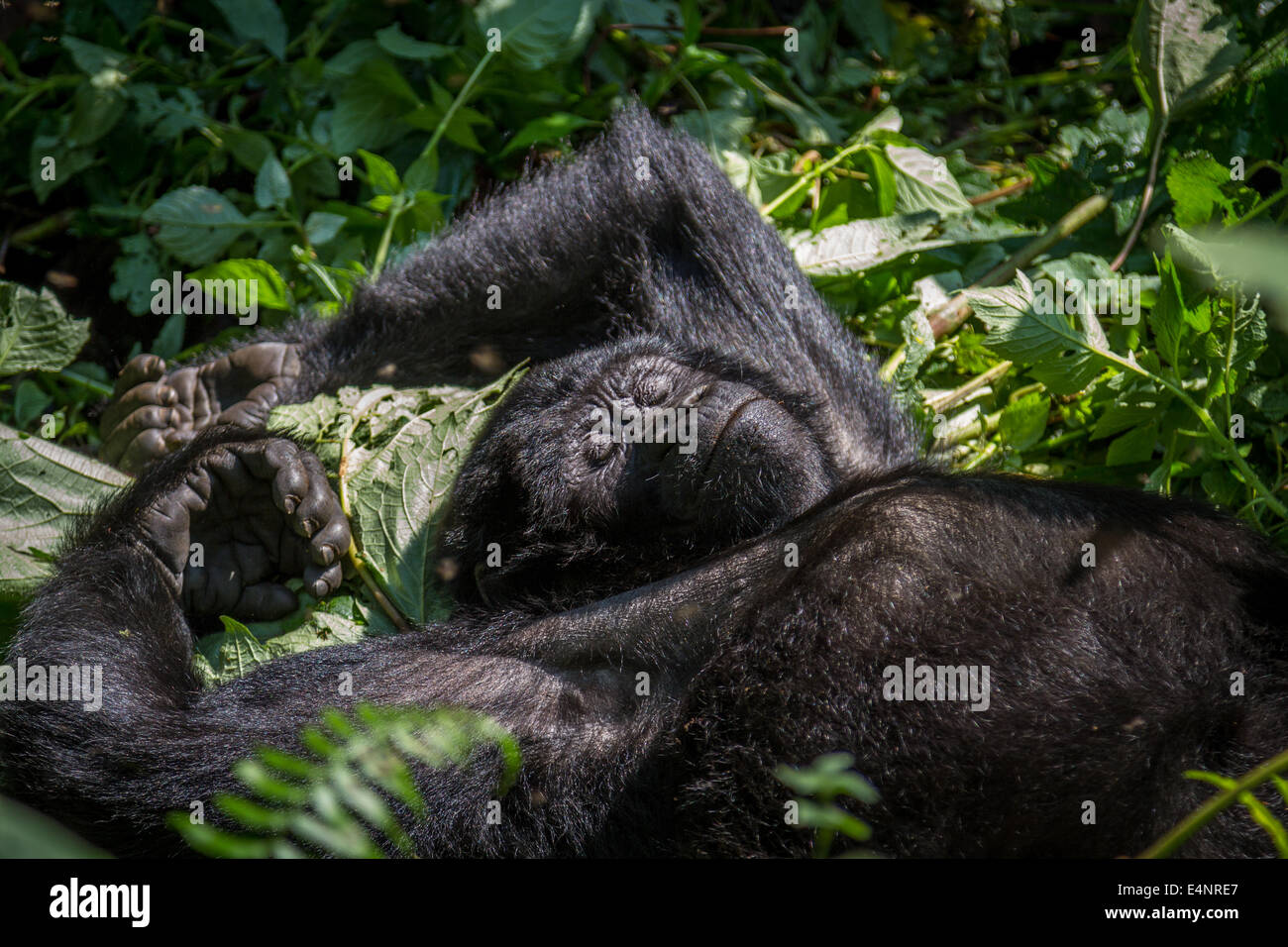 Un gorilla di montagna (gorilla beringei beringei) si prende una pausa e si rilassa in sun. Foto Stock