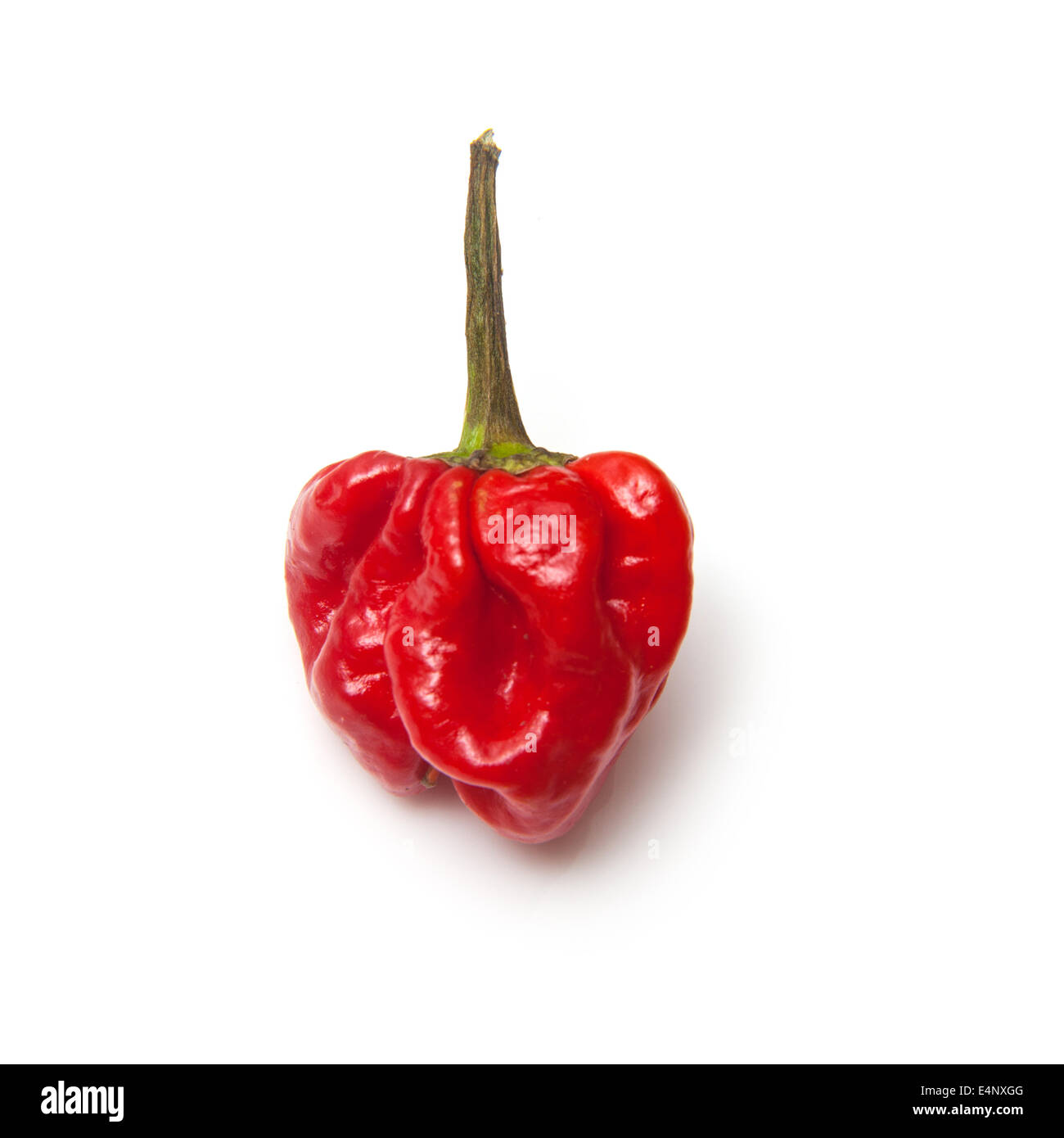 Scotch Bonnet peperoncino o dei Caraibi pepe isolato su un bianco di sfondo per studio. Foto Stock