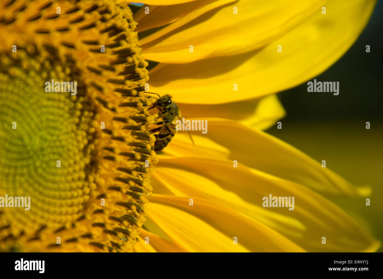 Bee è atterrato su un girasole polinating Foto Stock