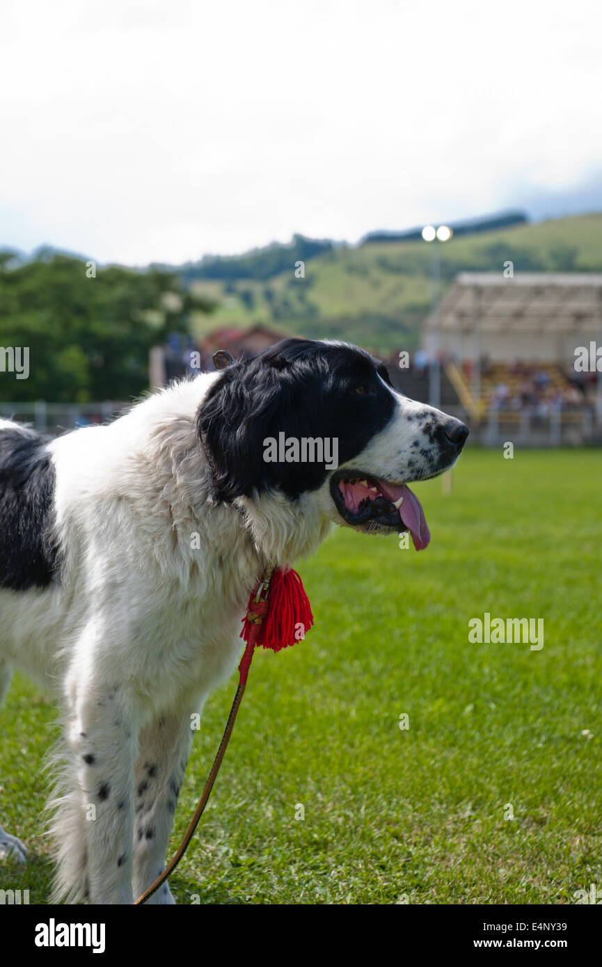 Bucovina cane pastore Foto Stock