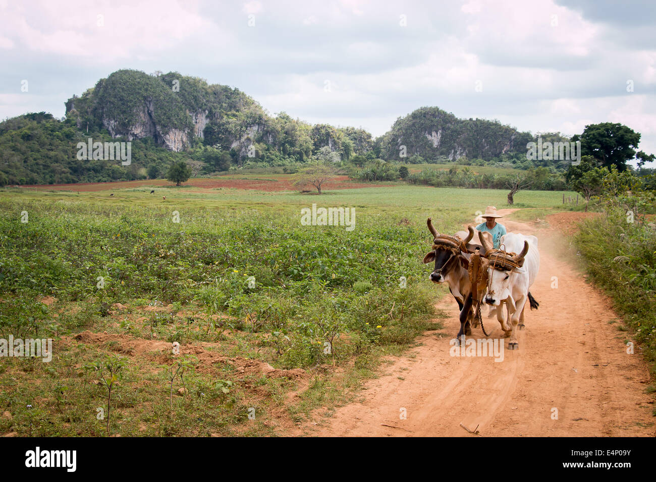 Uomo con ox cart, Valle de Viñales Pinar del Río Provincia , Cuba. Foto Stock