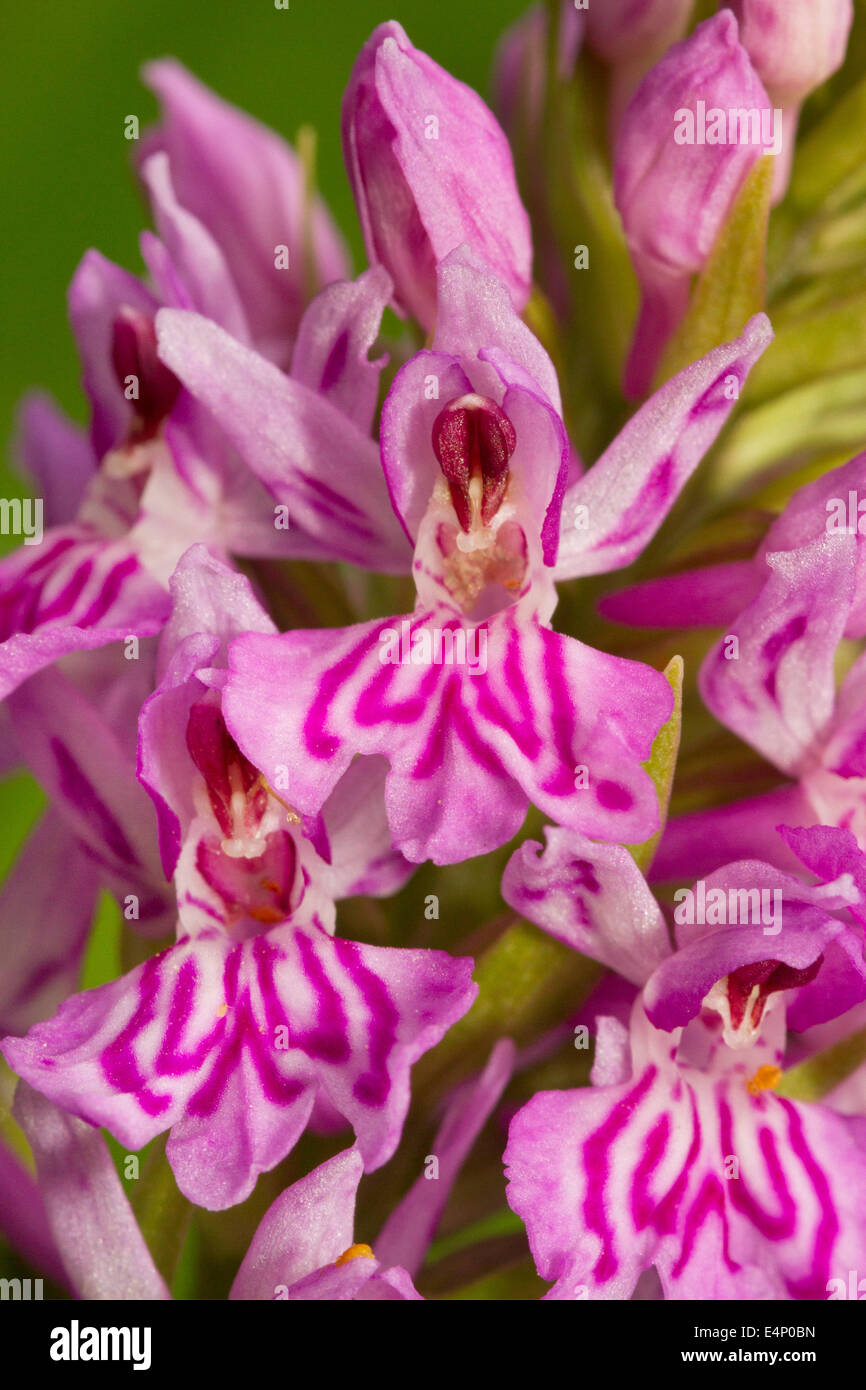 Dettaglio del fiore di comune maculato, orchidea Dactylorhiza fuchsii Foto Stock