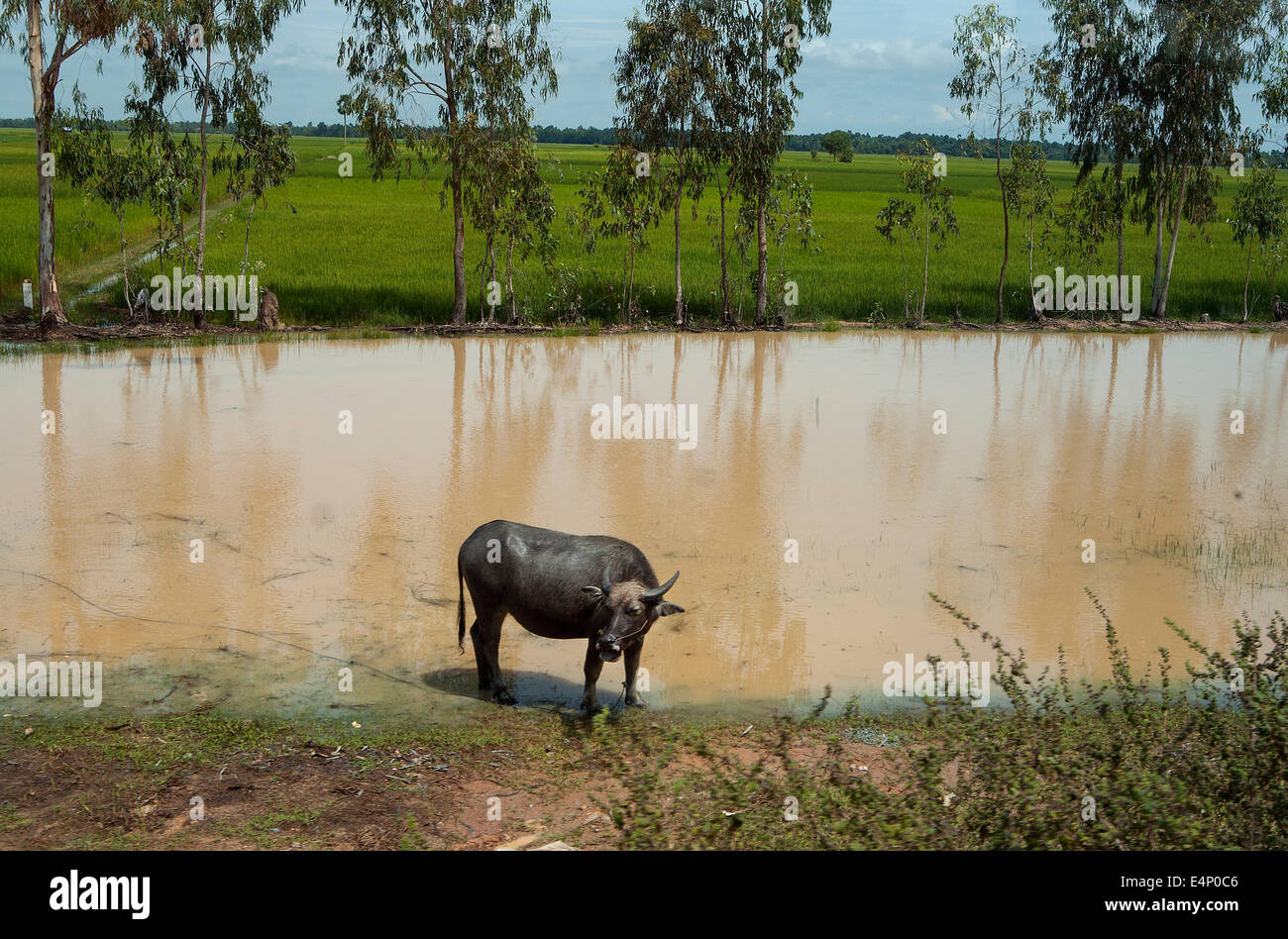 Un bufalo indiano di acqua nelle zone rurali del Vietnam risaie. Foto Stock