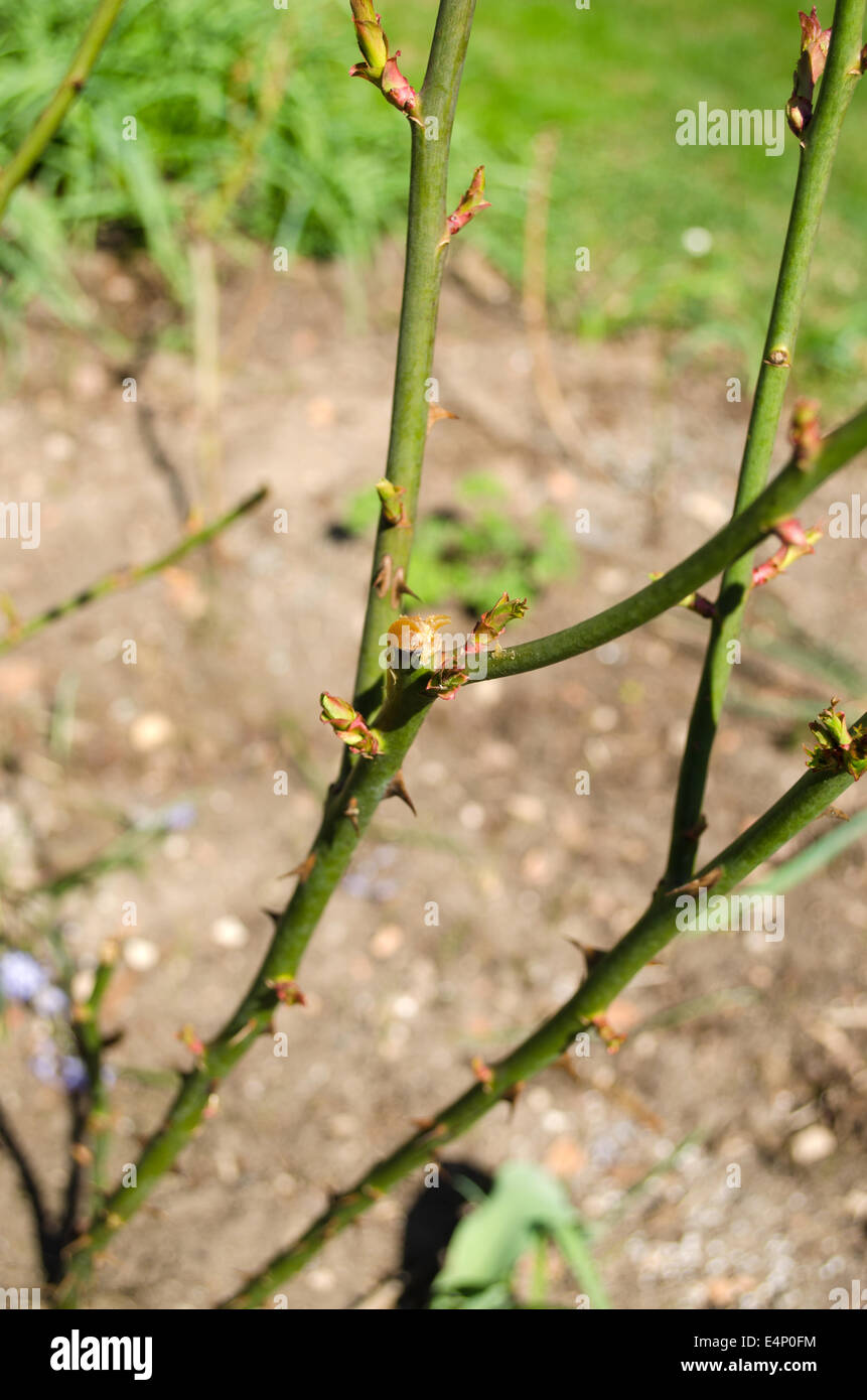 Giardino rose bush green steli con spine taglienti Foto Stock