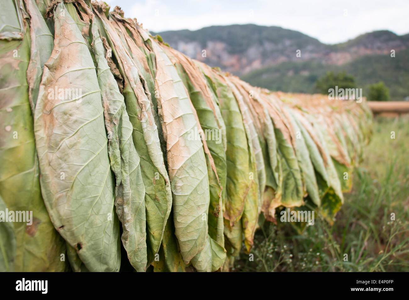 Essiccazione del tabacco, Valle de Viñales Pinar del Río Provincia , Cuba. Foto Stock