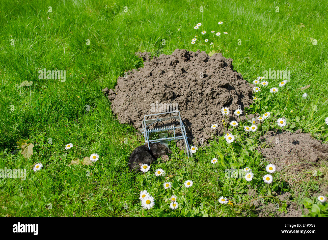 Black Dead mole in trappole prato per la carica in polvere affondato grotta Foto Stock